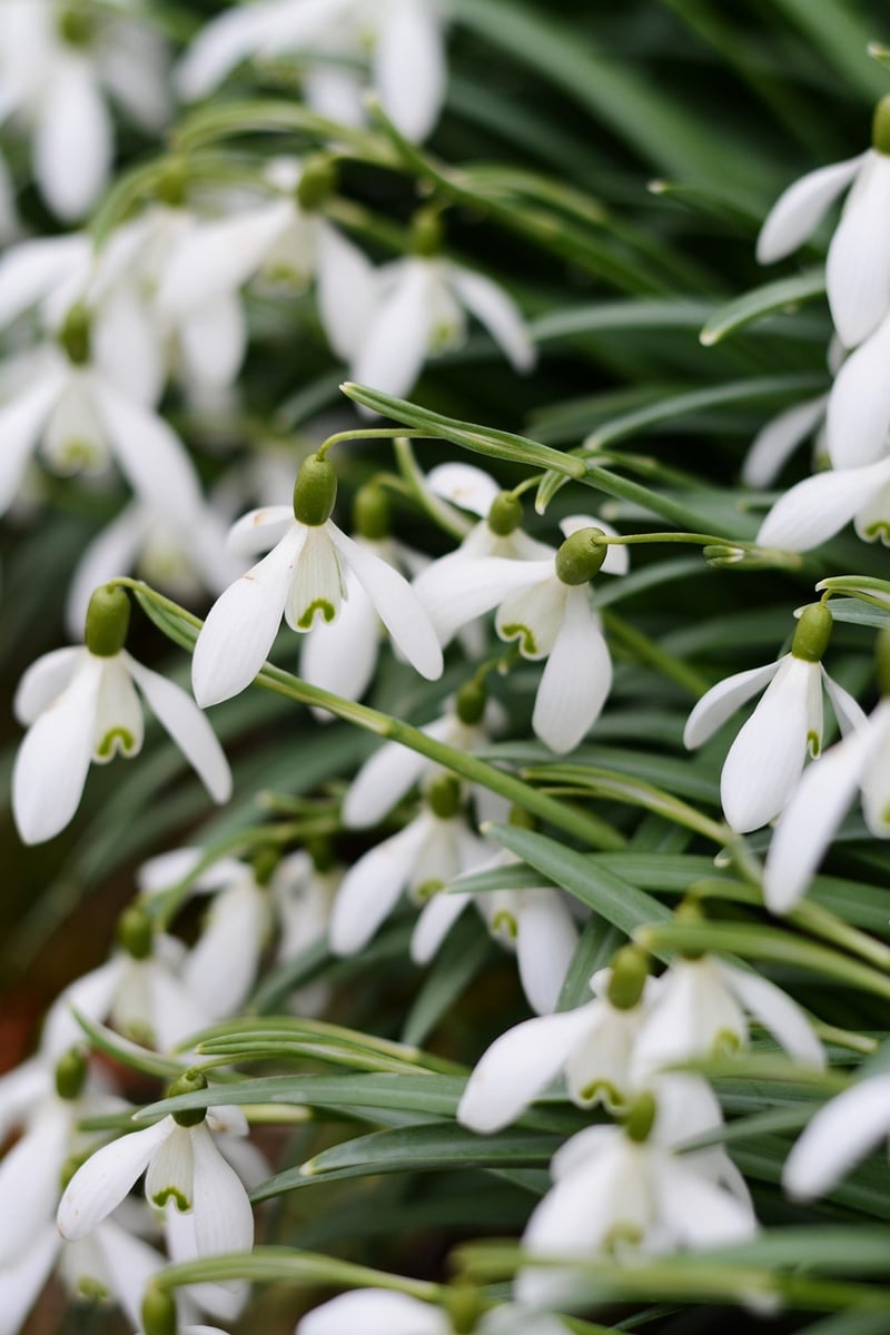 Garden Blooms