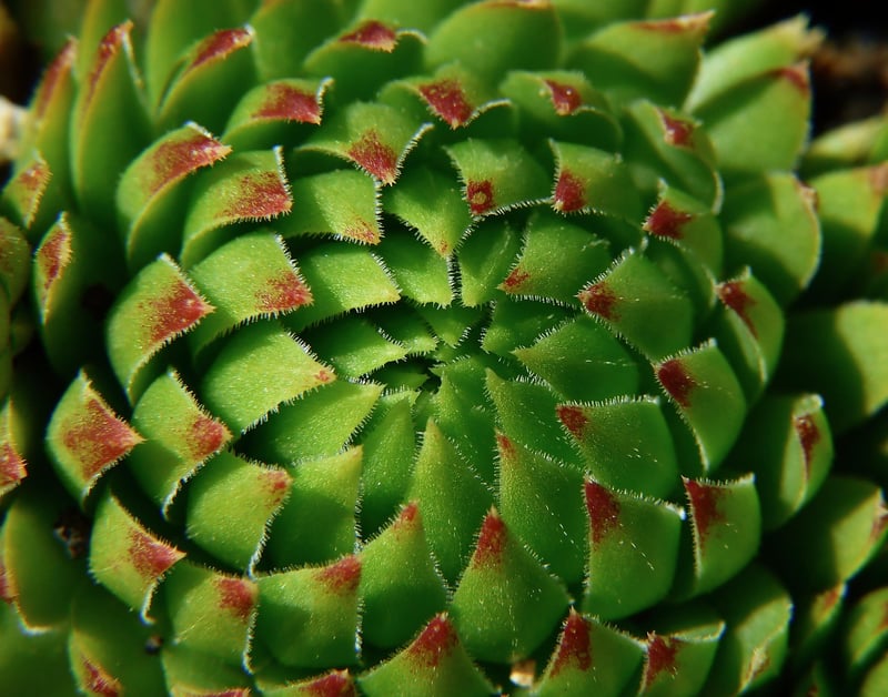 Succulent Wreath